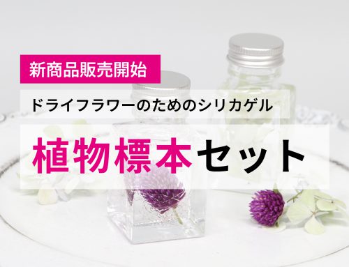 ドライフラワーのためのシリカゲルシリーズに「小さな植物標本セット」が加わりました。